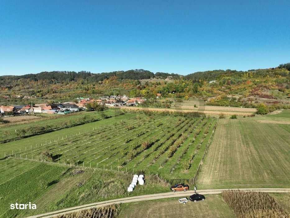 RECO, Teren cu livada de ciresi, Zona Auseu, Bihor