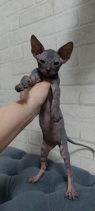 Котенок Сфинкс Канадский