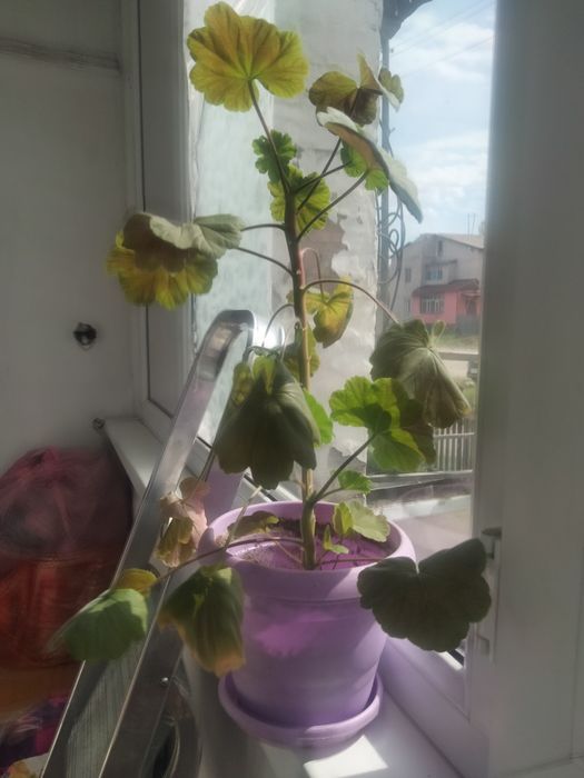 Продам цветы домашние Большие