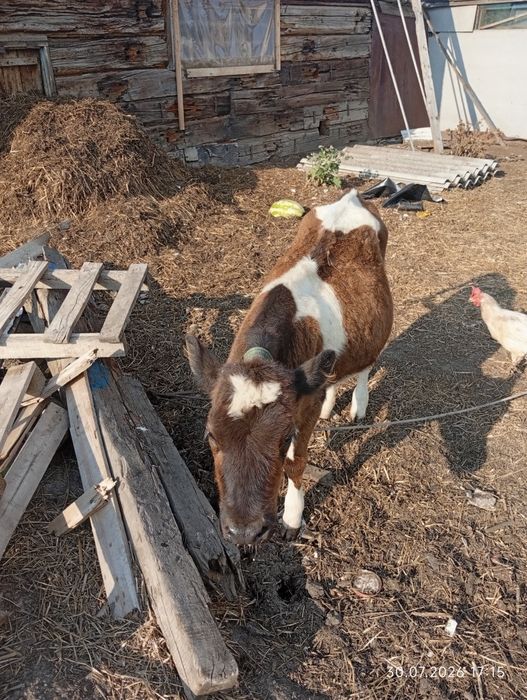 Продам бычка и телочку