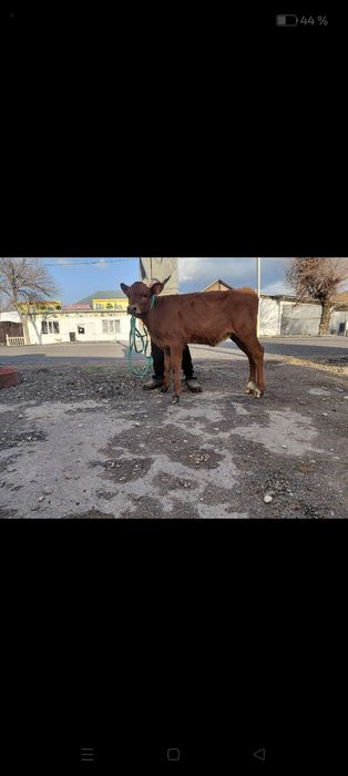 Оптом 3 бузау сатылады