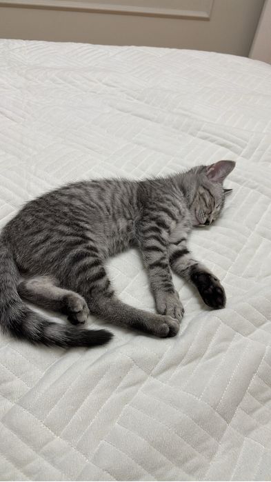 Продам котенка (мальчик )