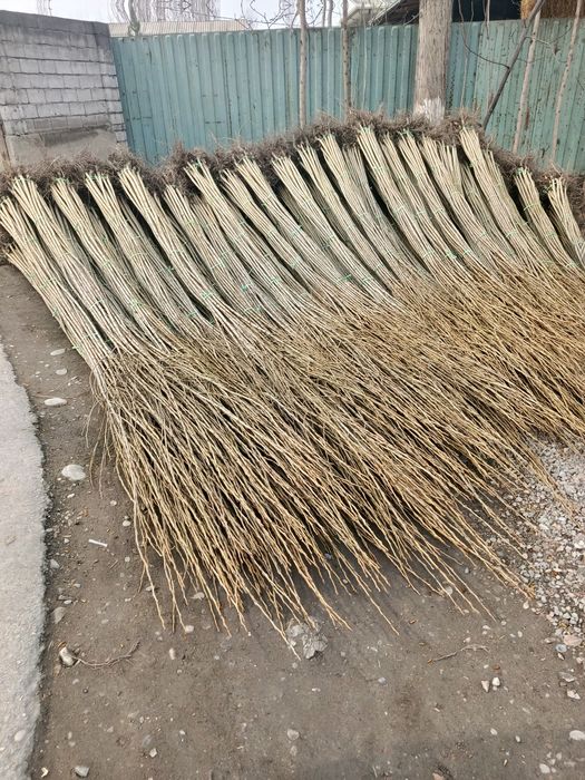 Yashil makon uchun terak koʻchat