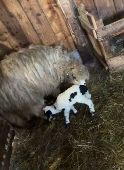 Disponibile 5 oi tinere fatate toate