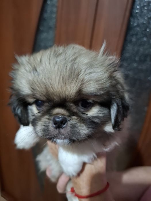 Щенок пекинеса мальчик