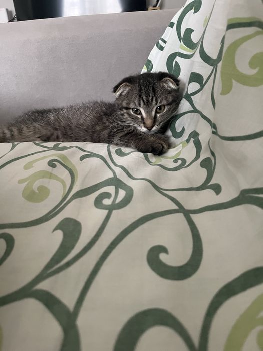 Отдам котенка в добрые руки