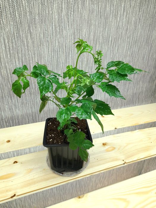 Продам Пахира Акватика