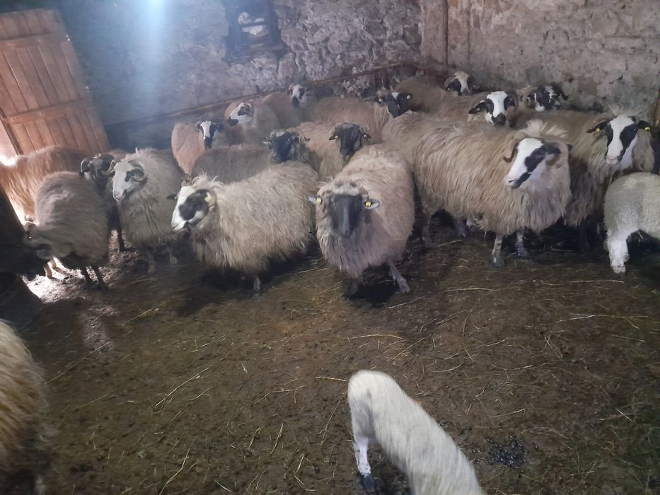 Oi și miei de vânzare