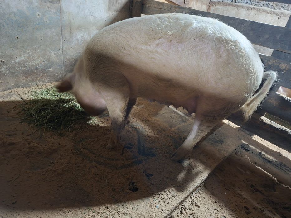 Свинья крупной породы