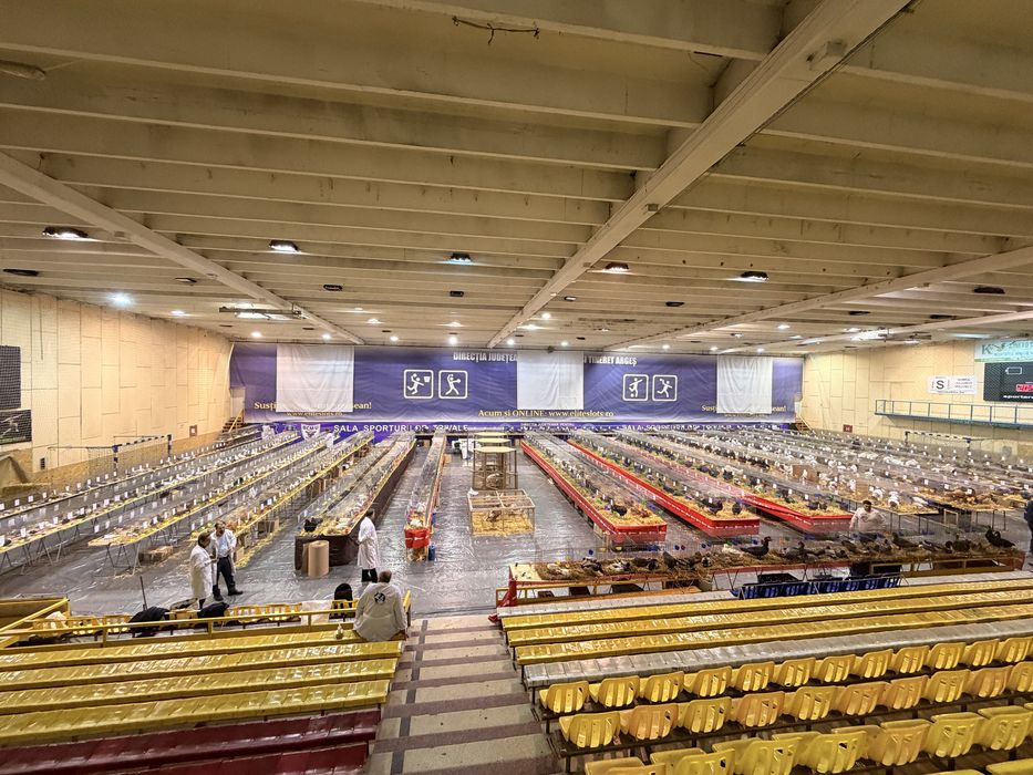 Vand familie 2 gaini si 1 cocos Australorp Negru