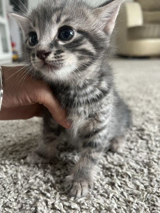 Отдам домашних котят бесплатно