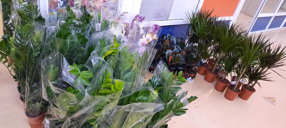 Комнатные растения