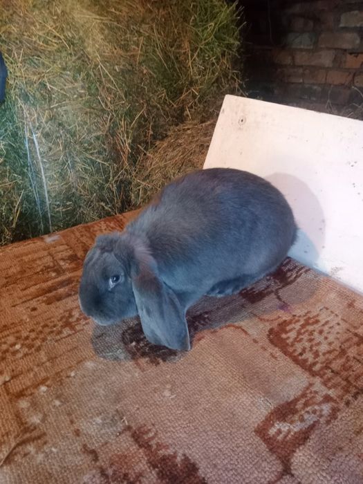 Продаются кролики