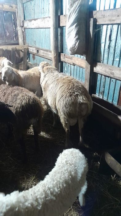 Продам кошкар 2г