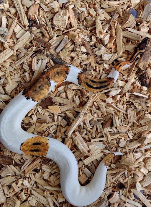 Piton Regal Pied High White-Smiley Pattern
