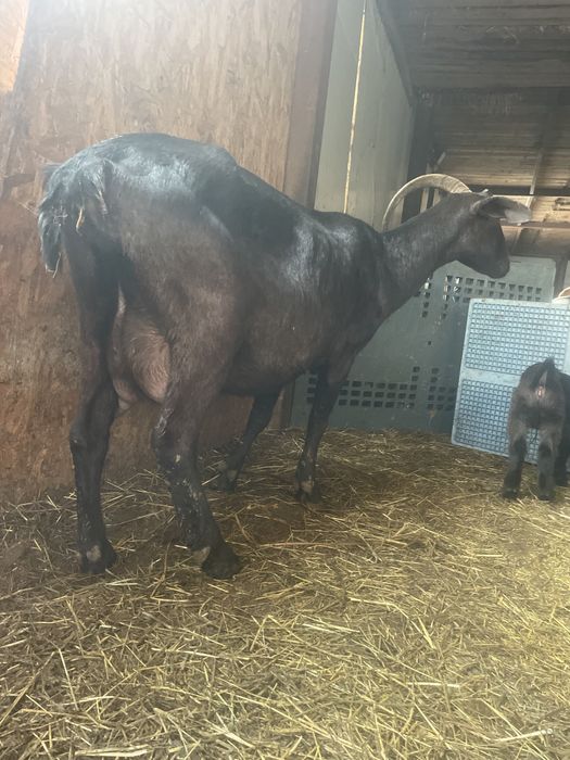 Capra cu ieduta anglo nubian