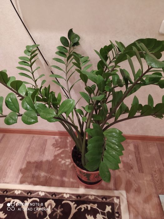 Замиокулькас долларовое дерево