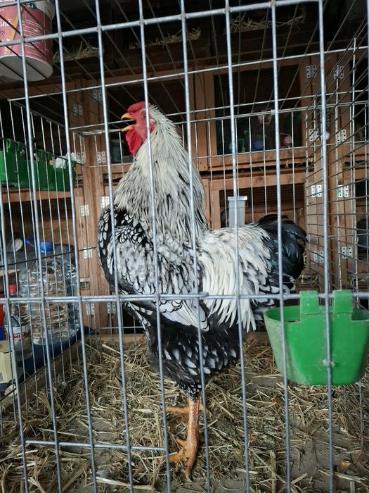 Cocosi de rasa wyandotte  argintiu