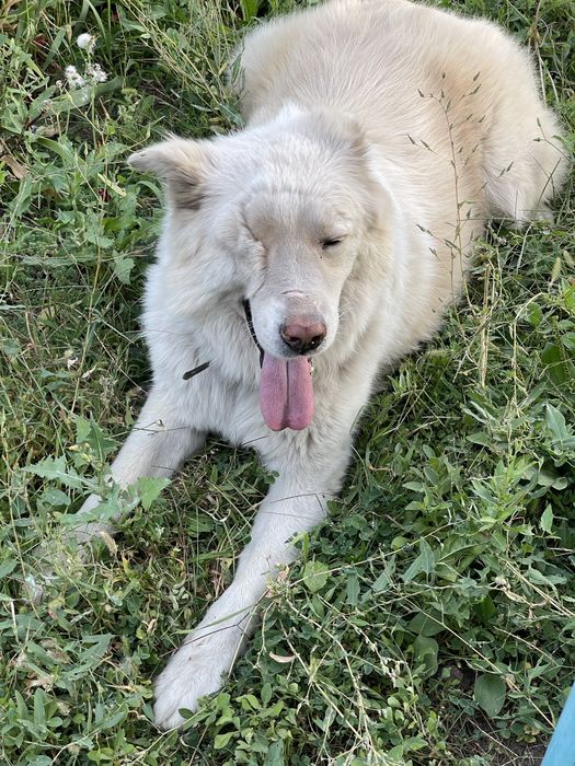 Отдам в добрые руки