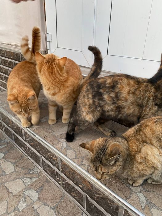 Продается котята