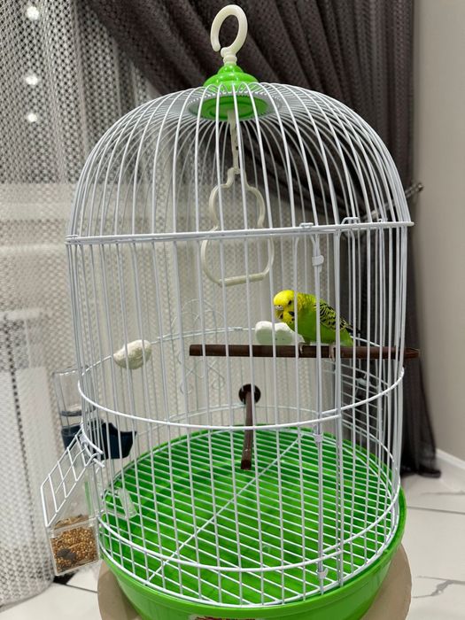 Продам волнистого попугай