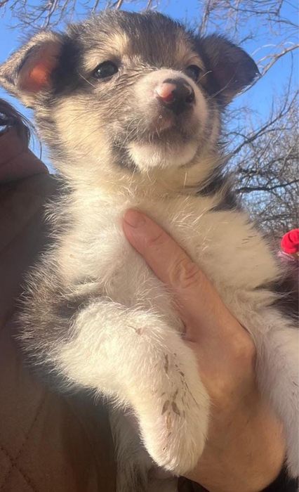 Отдам девочек в добрые руки!