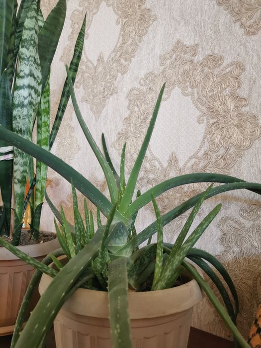 Фикус, алое продаю