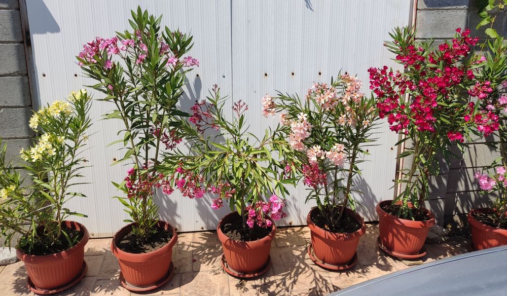 Олеандър ( Зокум )