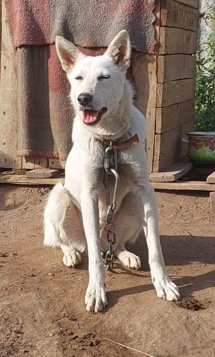 Шикарный, молодой кобель в добрые руки!