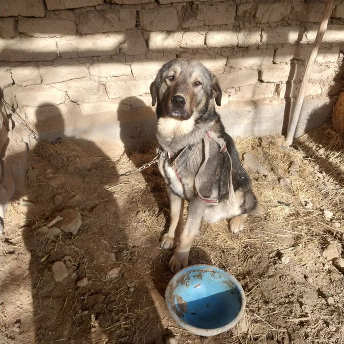 qozoqi kuchuk  sotiladii