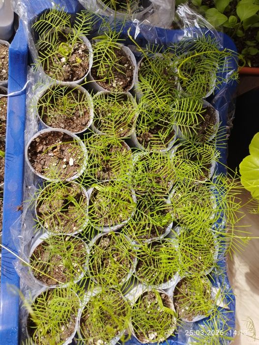 Вьюн уличный Квамоклит