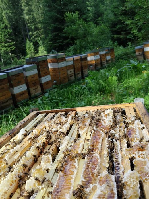 Miere naturală din zona montană – direct de la apicultor