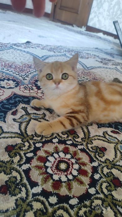 British shortheir zotdor mushuk