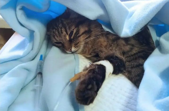 Услуги Ветеринарного Врача