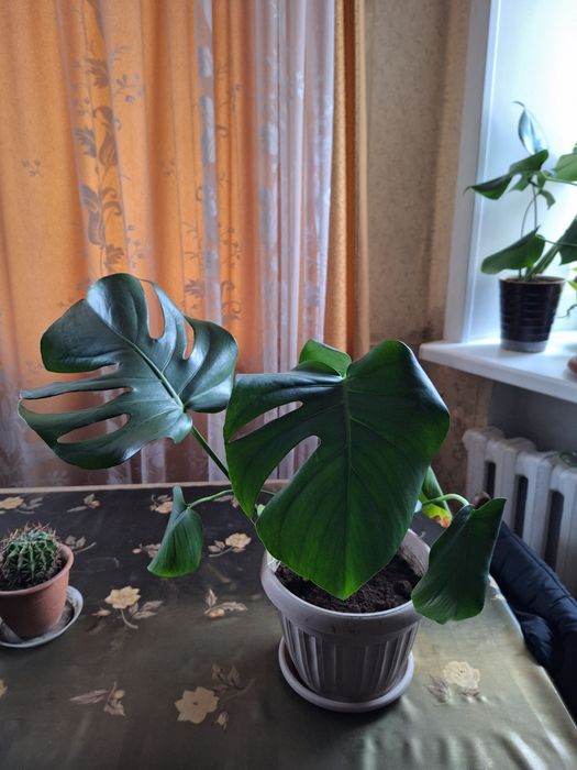 Продам или обменяю 2 монстеры