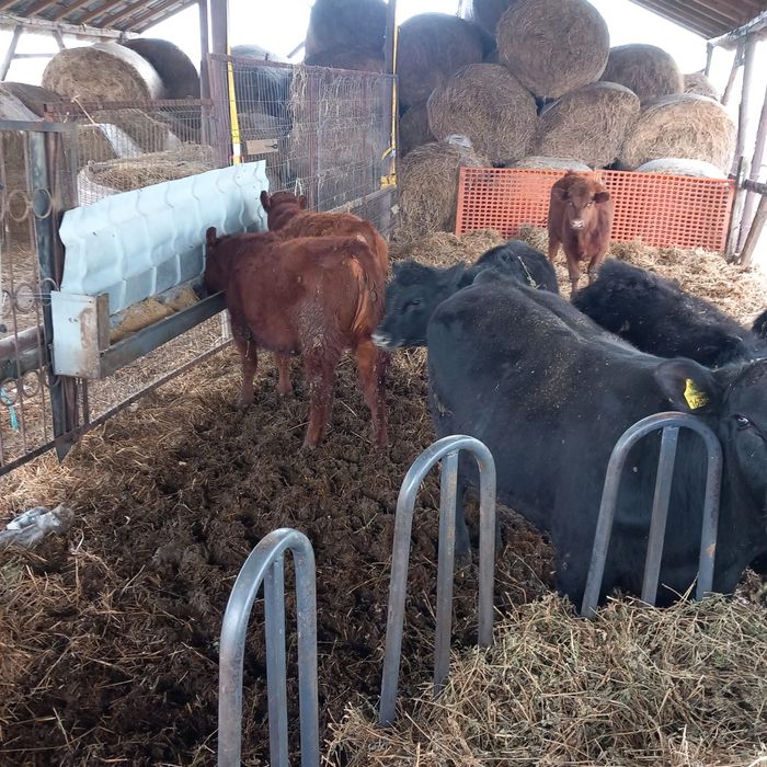 Vitei angus de vanzare