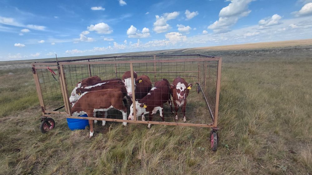Продам клетку на Колёсах для Телят
