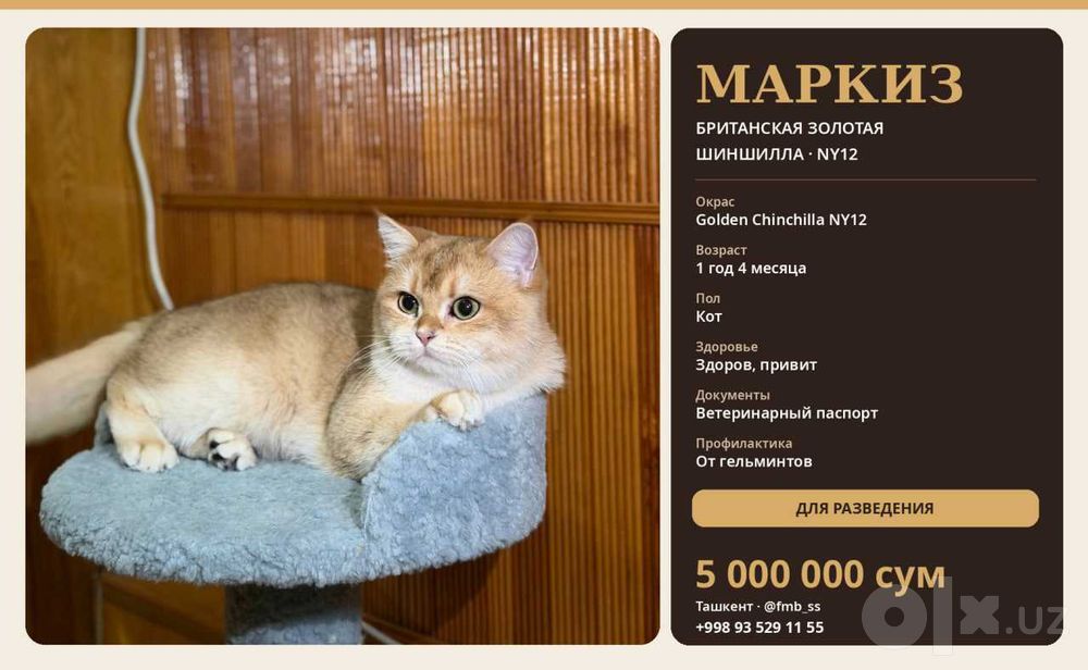 Британские Шиншиллы