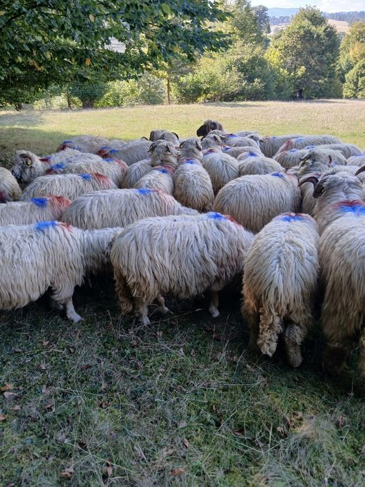 Oi de vînzare  Dărmănești Județul  Bacău