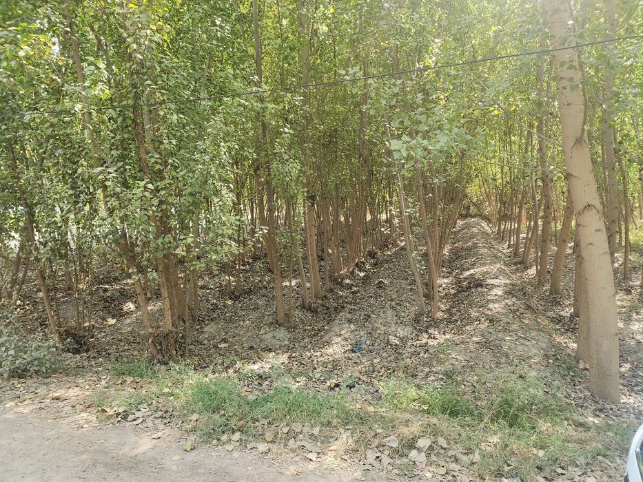 Chek sotiladi yozyovon tumani soyboyi qishlogida