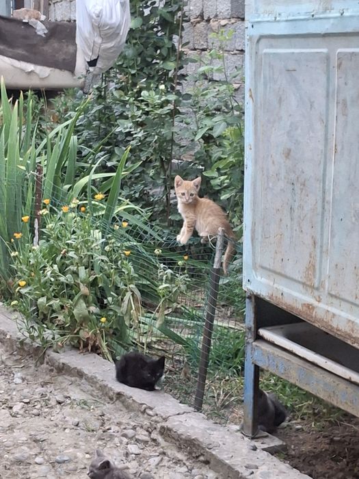 Котята в добрые руки