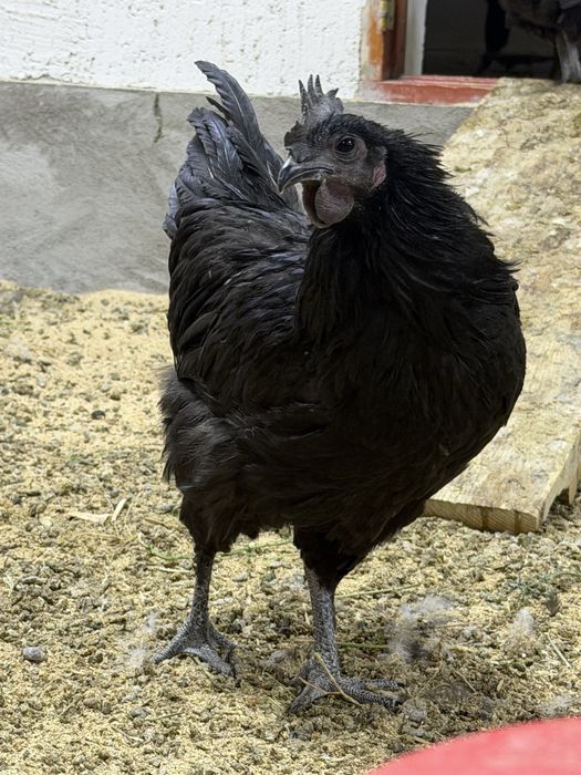Ухейилюй петушки 2шт