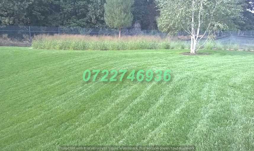 Gazon Verde Natural pentru Curți Moderne