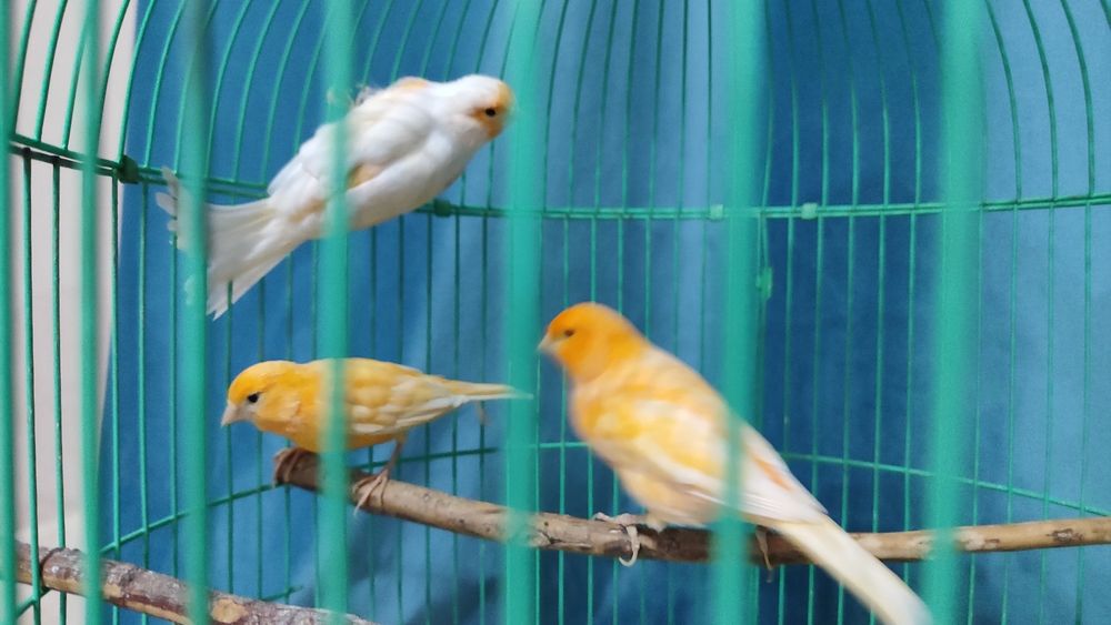 Канарейки кенар канарейка