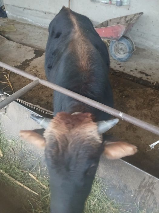 Qo‘y,Qo‘chqorlar va Buqa