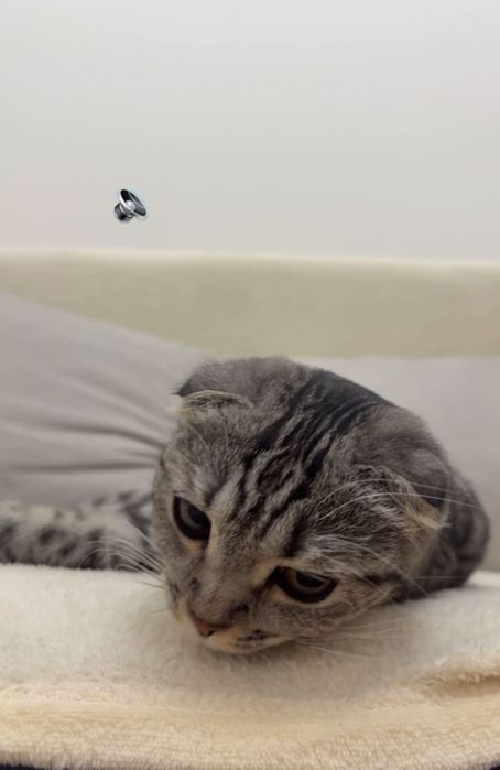 Шотландская веслоухая кошка