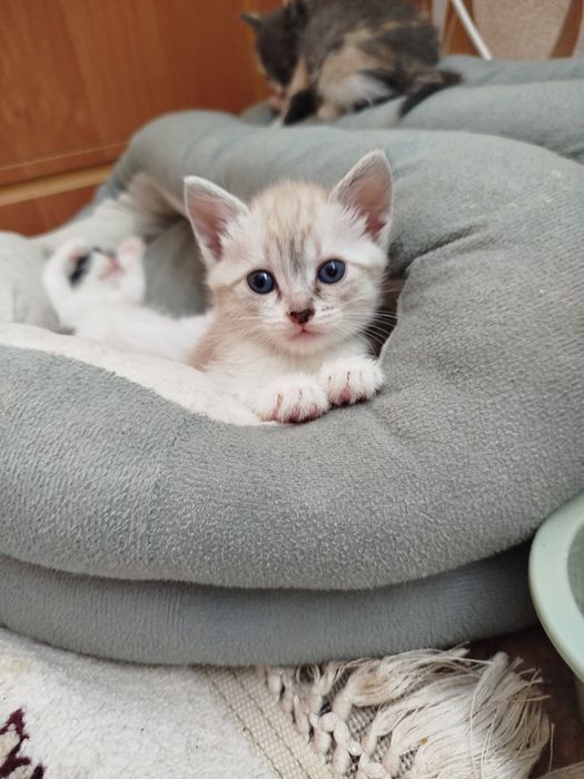 Отдам даром,даром