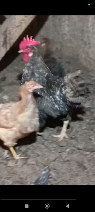 Qora Tovuq va Qora Xo'roz Sotiladi.