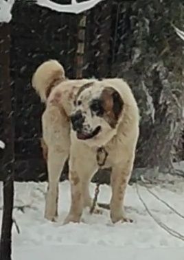 Вязка -кобель 2 года САО