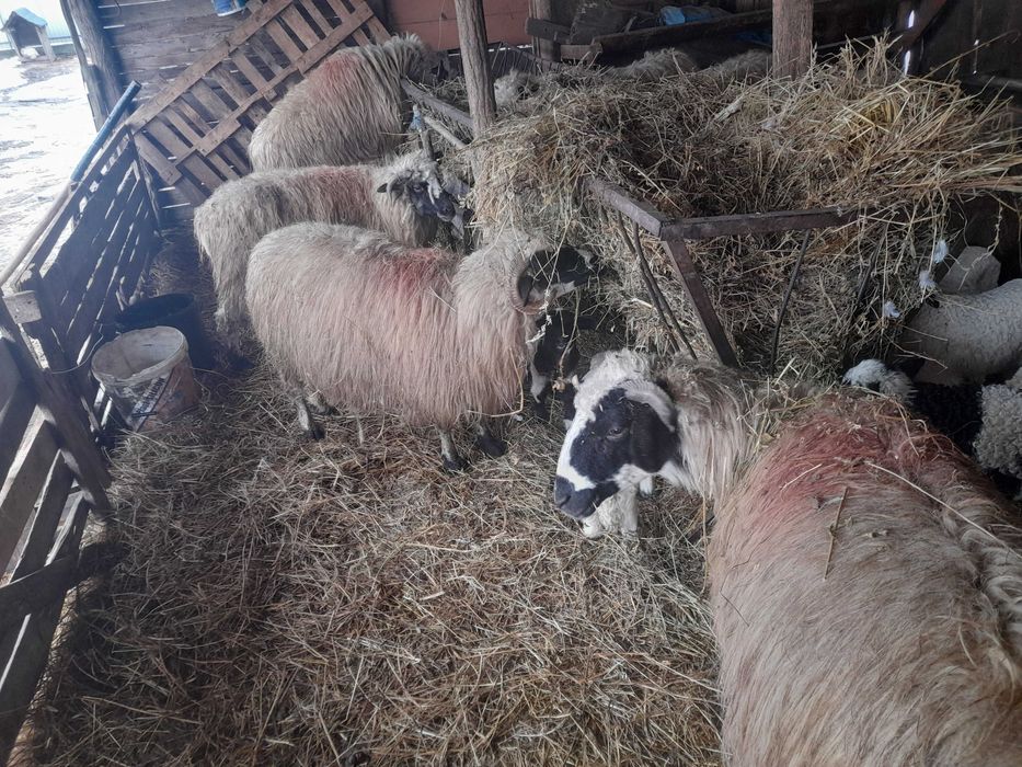 De vanzare 5 oi cu miei